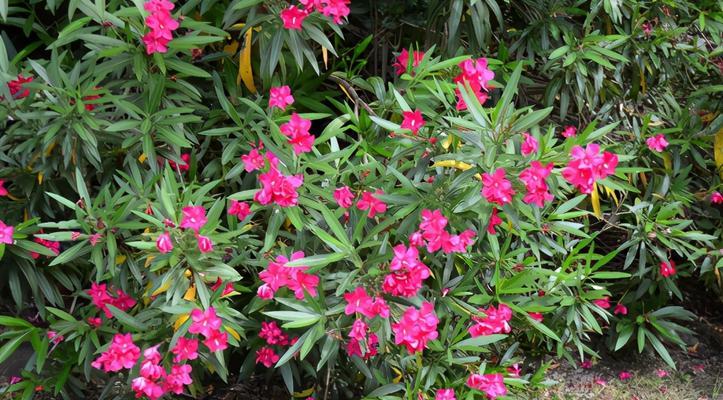 夹竹桃花有毒吗？接触夹竹桃花会中毒吗？