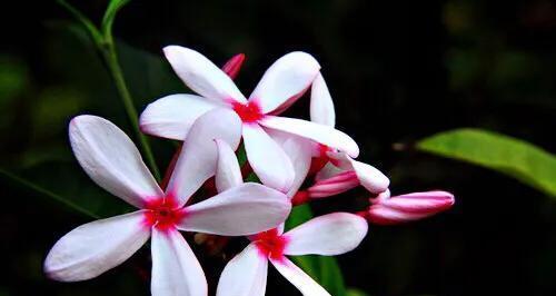 夹竹桃科植物之美（探秘夹竹桃科植物的世界）