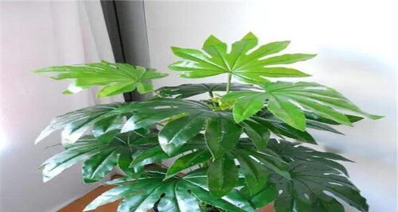 家里财位放什么植物好（打造幸福生活的秘诀）
