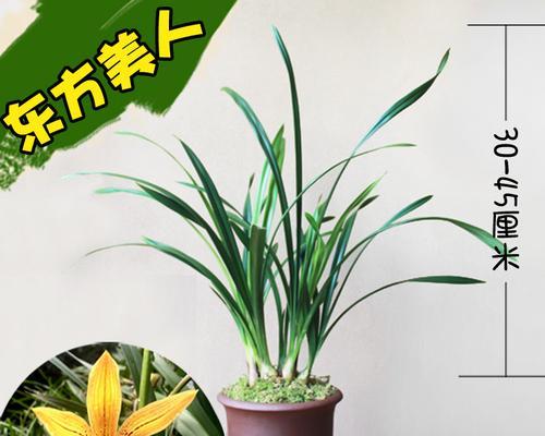 家里种白兰花的方法（如何在家里种植美丽的白兰花）