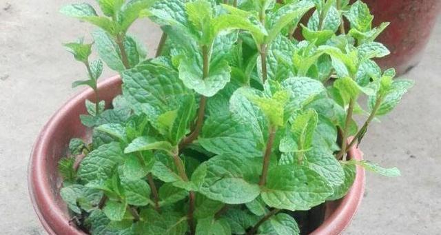 在家轻松种植薄荷，让家居环境清新自然（无需经验）