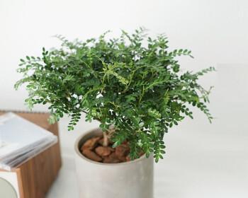 家里可以种胡椒木吗（了解胡椒木的生长和种植方法）