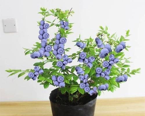 在家也能种出蓝莓吗（家庭种植蓝莓的方法和技巧）