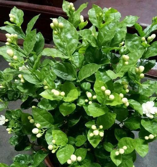家庭养护小妙招——茉莉花种植指南