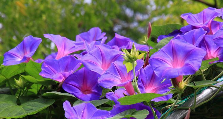 家里种牵牛花的好处与方法（打造美丽花园）