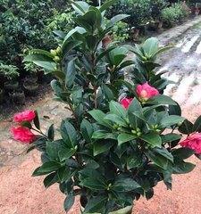 家里也可以种山茶花（探秘如何在家种植山茶花）