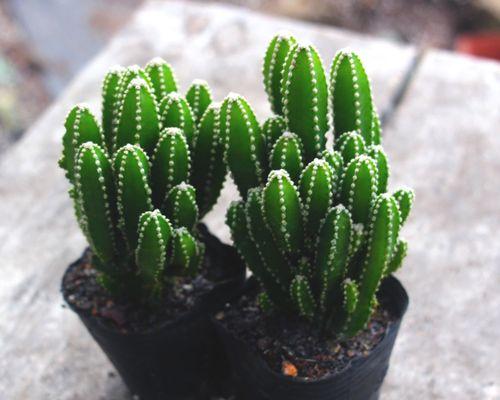 在家种仙人掌（尝试种植仙人掌）