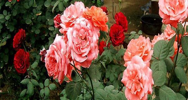 家里也能种月季花（打造自己的花园）