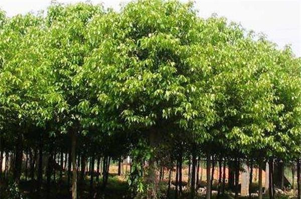 在家种樟树，轻松享受清新空气（如何在家种植樟树）