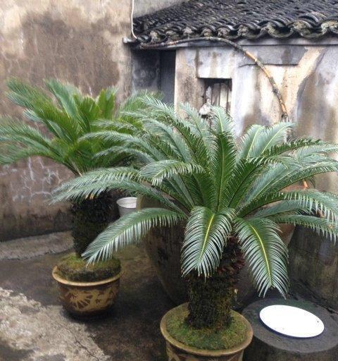 铁树养在家，风水旺财宝（打造富贵宅）