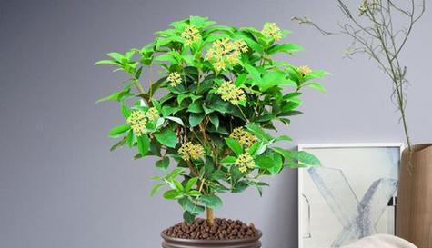 家居种植桂花的方法与技巧（在家里种植桂花）
