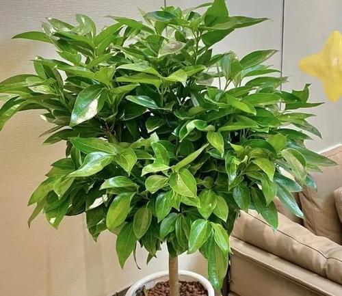 家里适合种什么树（选择适合家庭种植的树种）