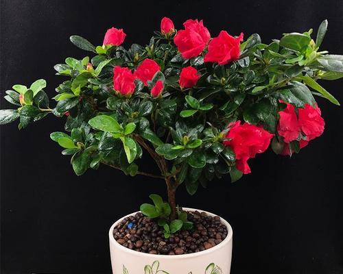 家里不能养杜鹃花的原因（杜鹃花的特点及对家庭的影响）
