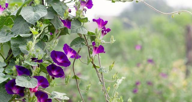 为什么家里不能养牵牛花（牵牛花的毒性及对家庭环境的影响）