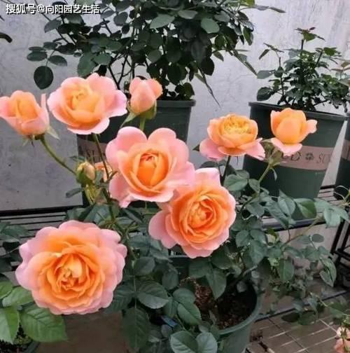 为什么家里不适合养月季花（探究月季花的生长环境及其对家庭生活的影响）