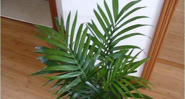 家里养凤尾竹的好处（凤尾竹的风水作用和养护方法）