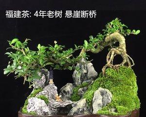 家里养福建茶，招财进宝（福建茶的功效与家居风水）