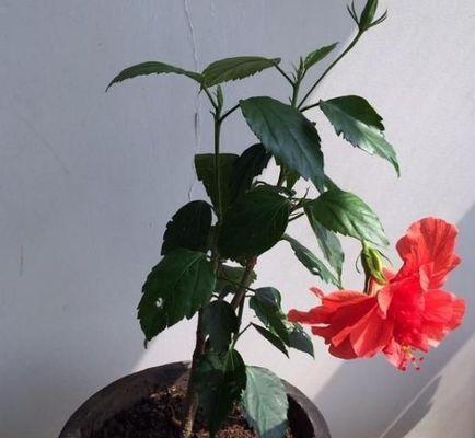 家里养干枝梅的风水好处（从风水角度看家居摆放）