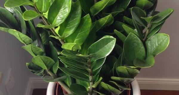 家里养龙须兰的风水好处（种植龙须兰让家居充满活力与吉祥）