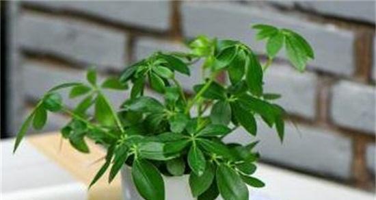 家里养龙爪菊的风水好处（龙爪菊对于家庭风水的重要性及其养殖技巧）