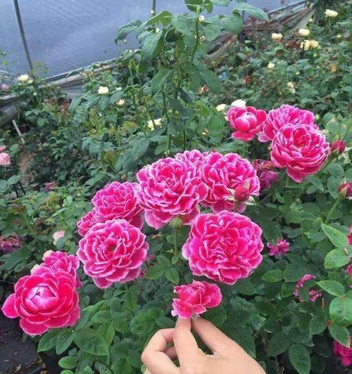 家里养玫瑰花，这样的风水你知道吗（玫瑰花的风水为何这么受追捧）