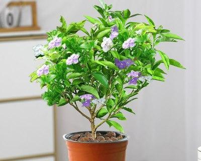 家里养茉莉花的风水好处（如何通过养茉莉花来改善家居风水）