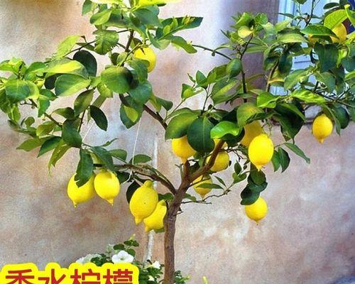 家里养柠檬盆栽的风水好处（从健康）