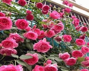 家居风水宝——养蔷薇花（了解蔷薇花的风水作用）
