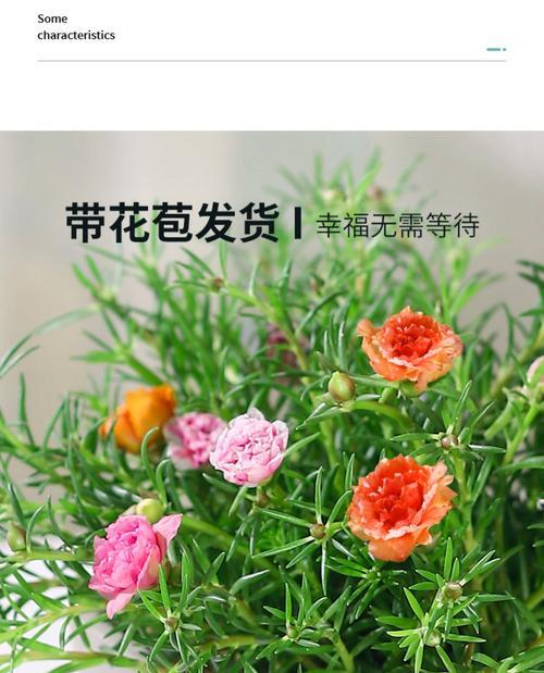 太阳花的神奇作用（让生活充满阳光）