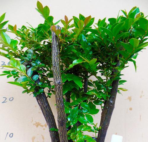 家里养小叶紫檀树的风水好处（小叶紫檀树的风水功能和养护技巧）