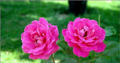 家里养月季花的风水好处（通过养月季花）