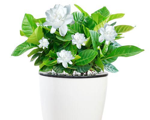 家里养栀子花的好处（它能带来好运气）