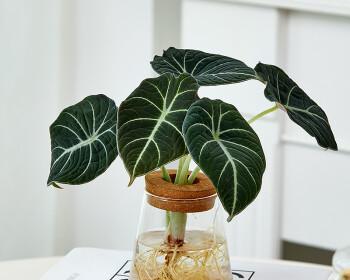 家里种海芋，风水有益（为家居带来美好的气场）