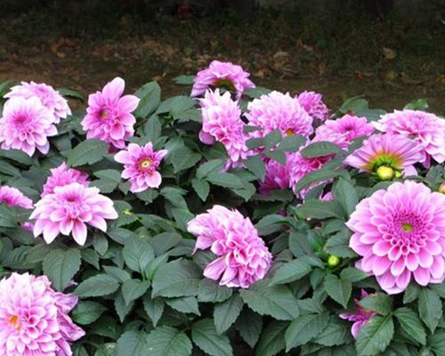 家里种菊花的好处与技巧（探究菊花的种类与品种）