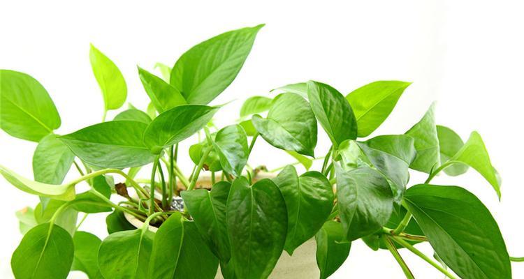 家里种绿萝的好处（绿萝盆栽的种植技巧及养护指南）