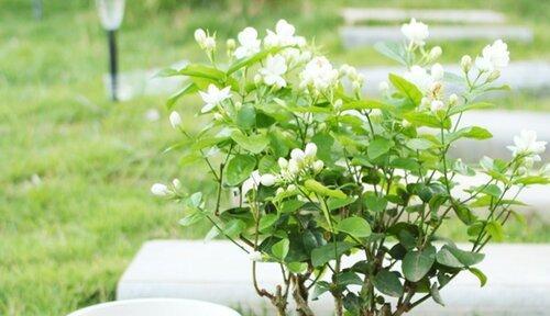 家里种茉莉花的风水好处（茉莉花的风水禁忌和如何种植）