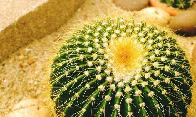 家里种仙人掌，好不好（探讨仙人掌的好处和种植技巧）