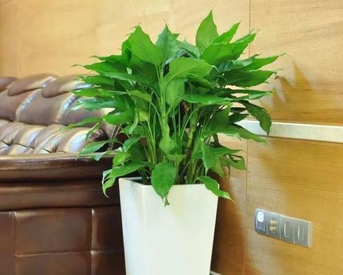家门口最适合种什么植物（打造美丽生态环境）