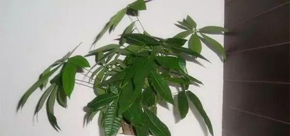 家门前的理想植物选择（打造舒适宜人的家门前环境）