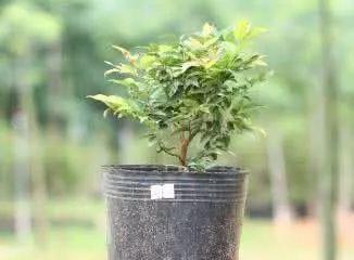 嘉宝果的正确浇水方法（每周一次）