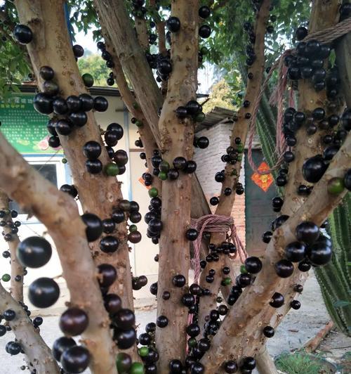 嘉宝果树种植全解析（几年结果）