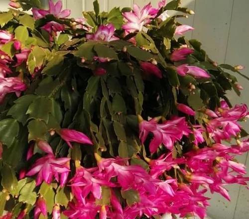 探秘假昙花的开花季节（一年四季）