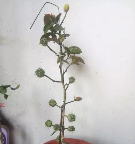 假昙花肥料选择详解（什么肥最适合假昙花的生长）