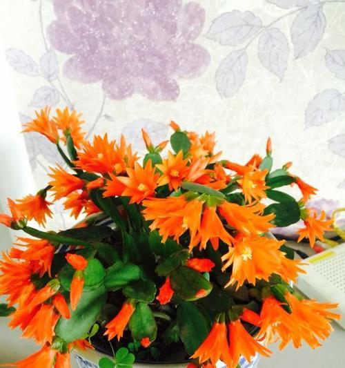 假昙花开花时间与月份详解（掌握假昙花开花规律）