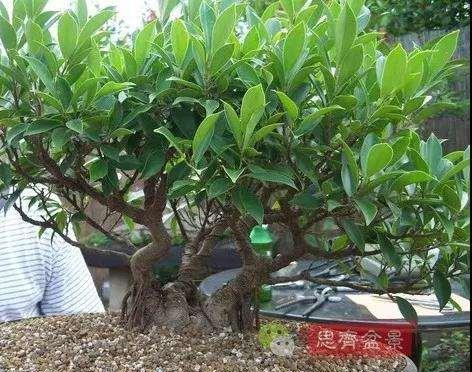 嫁接榕树盆景养护全攻略（从选购到养护）
