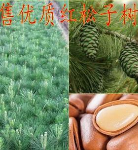 选择最佳坚果苗的品种（如何为你的果树选择最佳的品种）