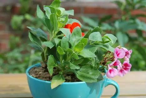 植物王国中的碱性花卉（探究碱性花卉的美丽与特点）