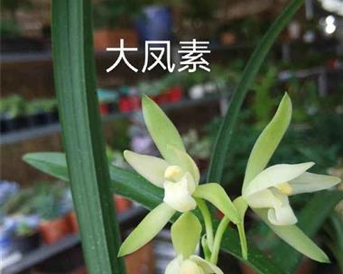 建兰大凤素开花时节（了解建兰大凤素的开花习性）