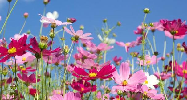 格桑花的花语与寓意（探寻格桑花的深意与情感）