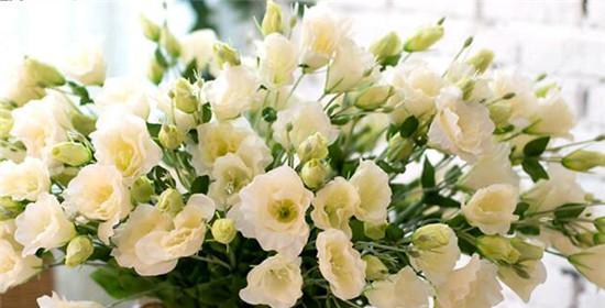 以梗菊的花语探寻生命的坚韧（深入解读梗菊的花语）